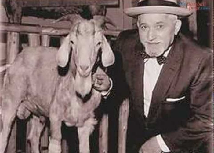 billy goat